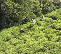 Tea-pickers in Sinharaja